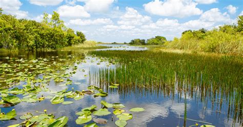 swampy area in the southern us nyt